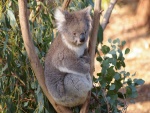 Koala sentado entre dos ramas