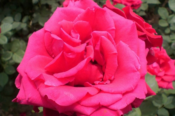 Gran rosa de color rosa