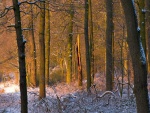 Nieve en un bosque