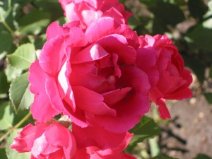 Rosas de color rosa en la planta