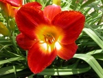 Una hermosa flor de color rojo con el centro amarillo