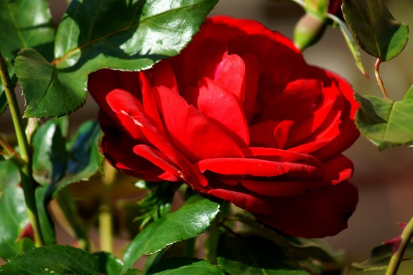 Una hermosa rosa roja en el rosal