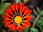 Bella flor con pétalos naranjas