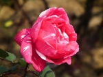 Bonita rosa jaspeada