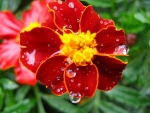 Gotas de agua en los pétalos de una flor roja