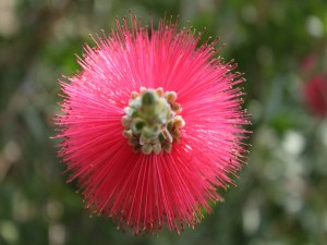 Postal: Flor del árbol del cepillo (callistemon citrinus)