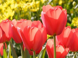 Unos preciosos tulipanes
