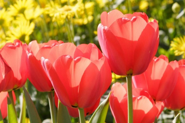 Unos preciosos tulipanes