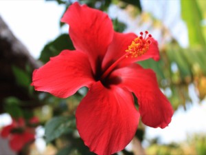 Postal: Una flor de hibisco de color rojo
