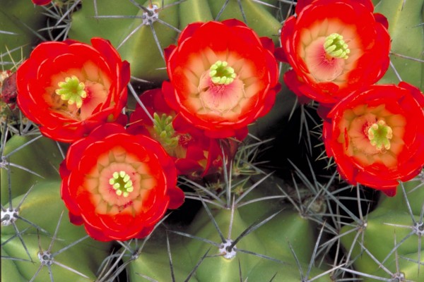 Cactus con varias flores rojas