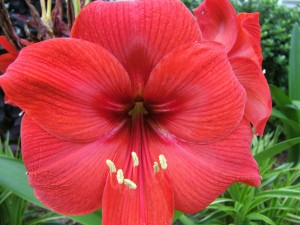 Postal: Una gran flor roja del género amaryllis