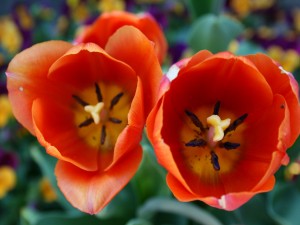 El interior de dos tulipanes naranjas