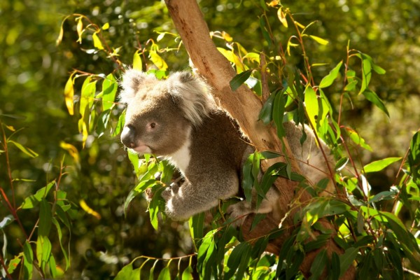 Un koala sobre un eucalipto