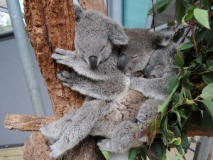 Postal: Tres koalas dormidos
