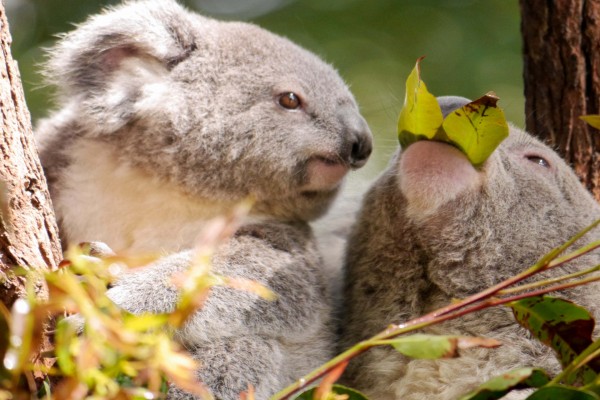 Un koala viendo como come otro koala