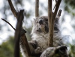 Un koala pensativo