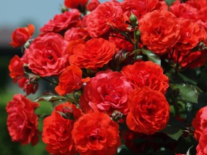 Pequeñas rosas rojas en un rosal
