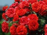 Pequeñas rosas rojas en un rosal