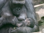 Gorila dando de mamar a su bebé