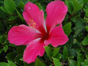 Postal: Flor de hibisco en la planta
