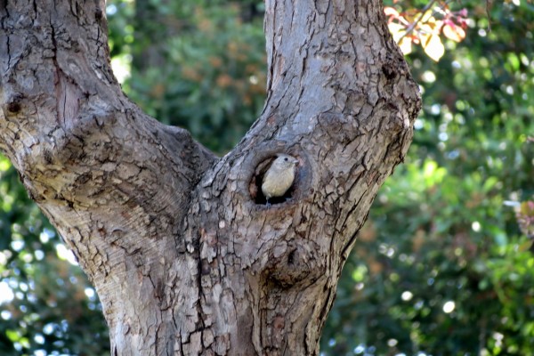 Pájaro en el hueco de un árbol
