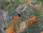 Pájaro con el pico en una flor naranja
