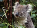 Koala trepando por una rama