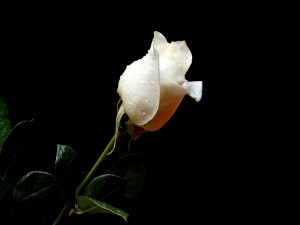 Postal: Rosa blanca en un fondo negro