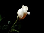 Rosa blanca en un fondo negro