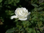 Flor de rosa blanca en la planta