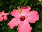 Dos hermosas flores de hibisco de color rosa