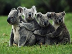 Cuatro koalas sobre la hierba