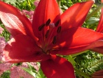 Gran lilium rojo en un jardín