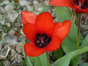 El interior de un tulipán rojo