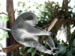 Koala sentado y agarrado a un palo