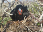 Ave negra incubando en su nido