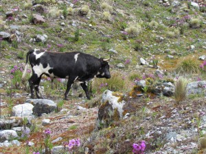 Postal: Vaca en un campo con bellas flores