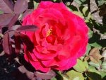 Gran rosa fucsia en un rosal