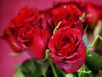 Un bello ramo de rosas rojas