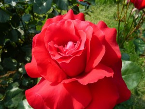 Rosa roja en todo su esplendor