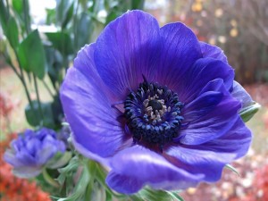 Postal: Flor en la planta con pétalos color púrpura