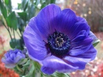Flor en la planta con pétalos color púrpura