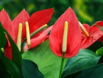 Una preciosa planta con anthuriums rojos