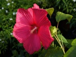 Gran hibisco rosa en la planta