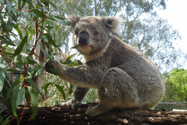 Koala sobre un eucalipto comiendo hojas