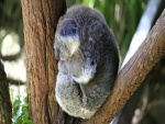 Koala dormido sobre un árbol