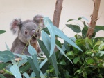 Koala mirando las apetitosas hojas de eucalipto