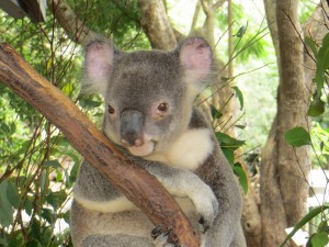 Un lindo koala