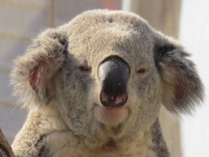 Postal: Un koala adormilado