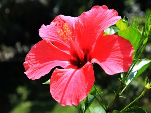 Flor de hibisco recibiendo la luz del sol